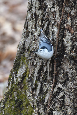 White-breasted Nuthatch 3-25-17