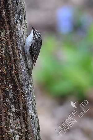 Brown Creeper 3-26-17