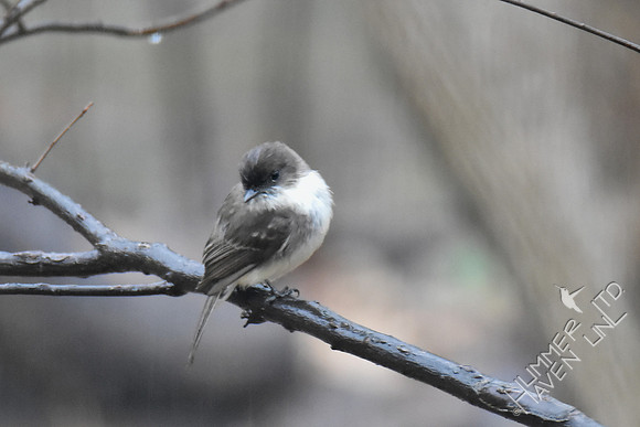 Eastern Phoebe 3-27-17