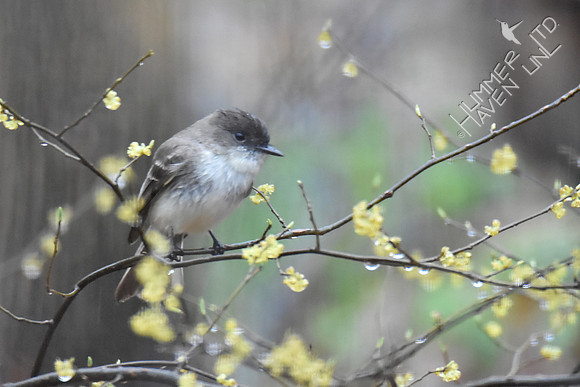 Eastern Phoebe in Spicebush (Lindera benzoin) 3-27-17