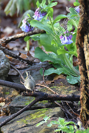 Ruby-crowned Kinglet 4-5-17