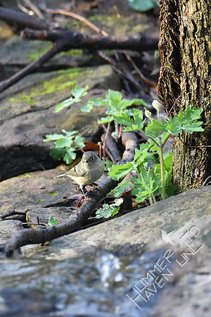 Ruby-crowned Kinglet 4-5-17