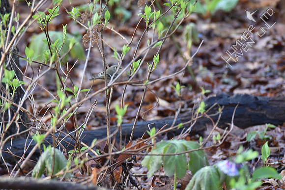 Concealed Ruby-crowned Kinglet 4-5-17