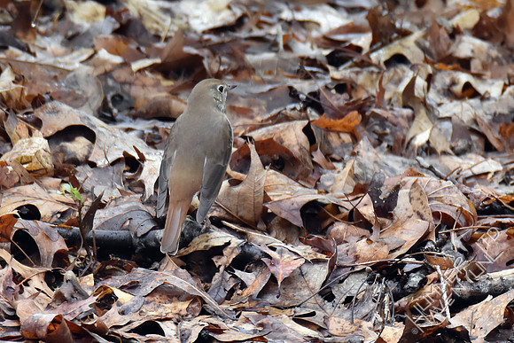 Hermit Thrush 4-5-17