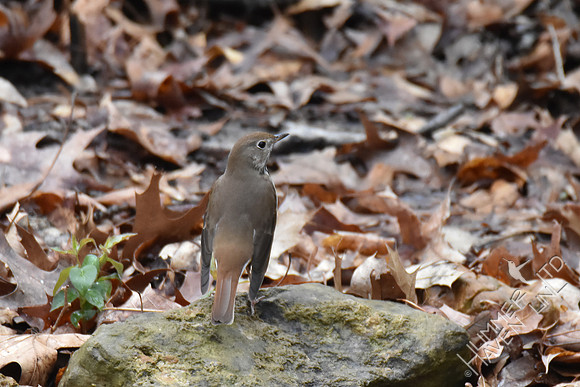 Hermit Thrush 4-5-17