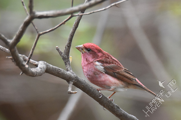 Purple Finch 4-5-17