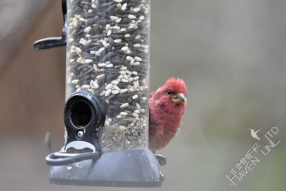 Purple Finch 4-5-17