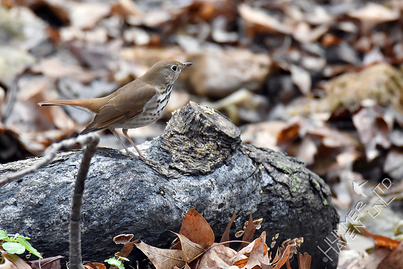 Hermit Thrush 4-5-17