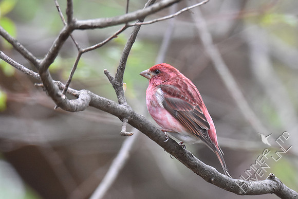 Purple Finch 4-5-17