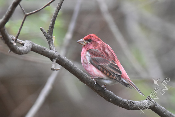 Purple Finch 4-5-17