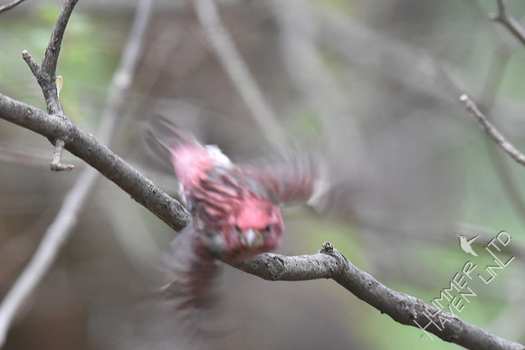 Purple Finch 4-5-17