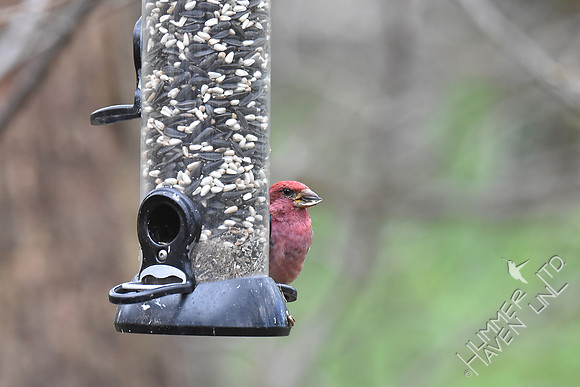 Purple Finch 4-5-17