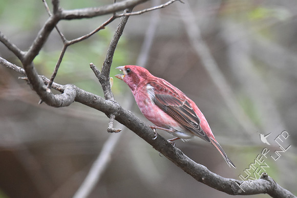 Purple Finch 4-5-17