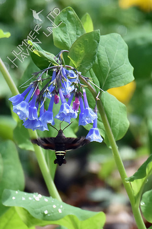 Nessus Sphinx Moth (Amphion floridensis) at Virginia Bluebells (Mertensia virginica) 4-5-17