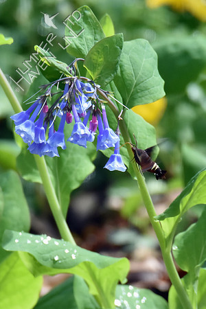 Nessus Sphinx Moth (Amphion floridensis) at Virginia Bluebells (Mertensia virginica) 4-5-17