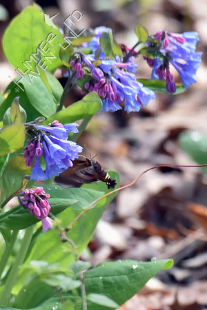 Nessus Sphinx Moth (Amphion floridensis) at Virginia Bluebells (Mertensia virginica) 4-5-17