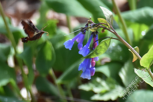 Nessus Sphinx Moth (Amphion floridensis) at Virginia Bluebells (Mertensia virginica) 4-5-17