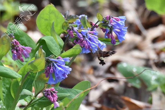Nessus Sphinx Moth (Amphion floridensis) at Virginia Bluebells (Mertensia virginica) 4-5-17