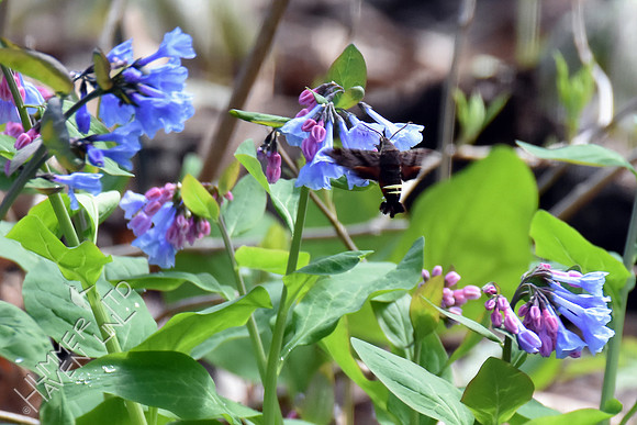 Nessus Sphinx Moth (Amphion floridensis) at Virginia Bluebells (Mertensia virginica) 4-5-17