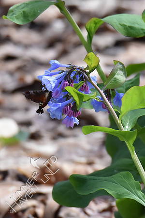 Nessus Sphinx Moth (Amphion floridensis) at Virginia Bluebells (Mertensia virginica) 4-5-17