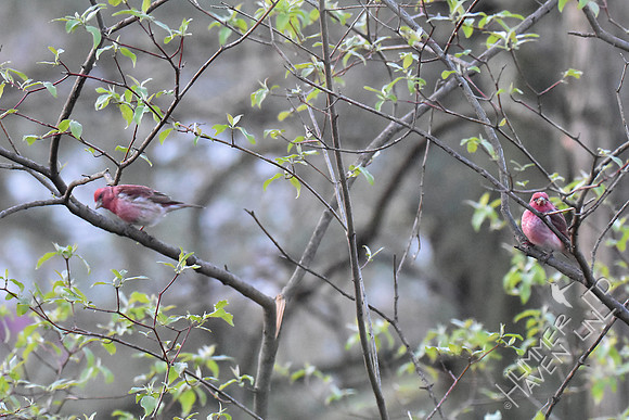 Purple Finches 4-6-17