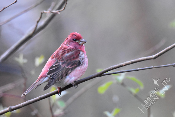 Purple Finch #2 4-6-17