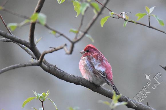 Purple Finch  4-6-17