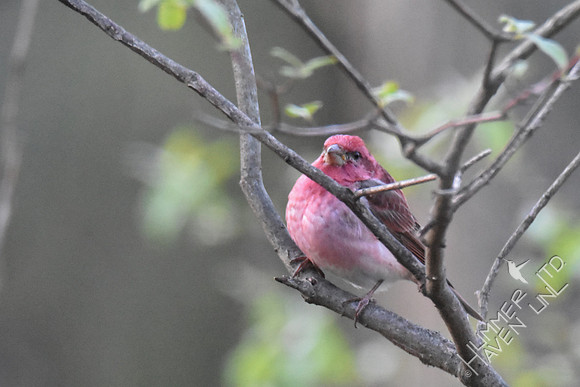 Purple Finch #1 4-6-17