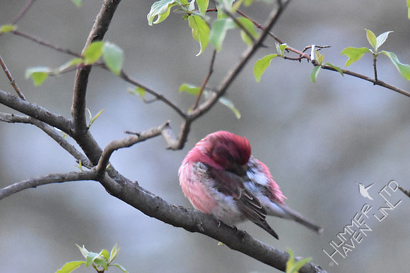 Purple Finch preening 4-6-17