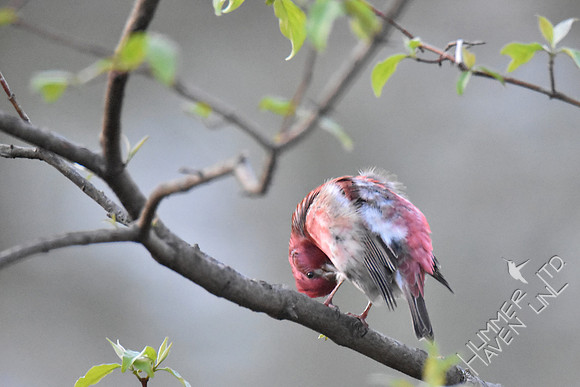 Purple Finch preening 4-6-17