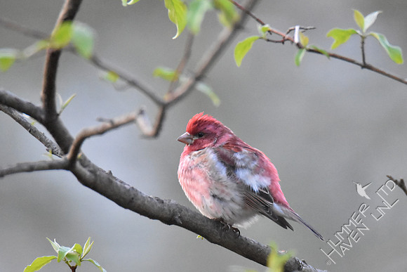 Purple Finch  4-6-17