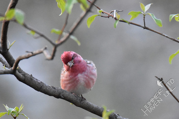Purple Finch  4-6-17