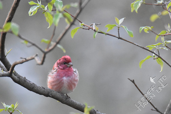 Purple Finch  4-6-17