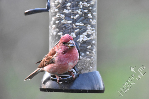 Purple Finch  4-6-17