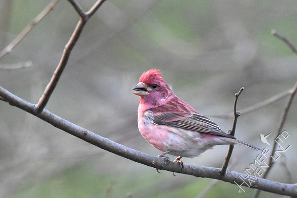 Purple Finch  4-6-17