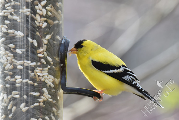 American Goldfinch in full breeding plumage 4-6-17