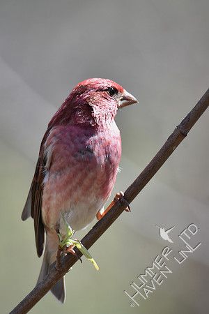Purple Finch 4-6-17