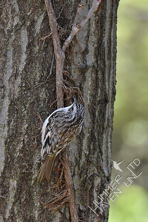 Brown Creeper 4-6-17