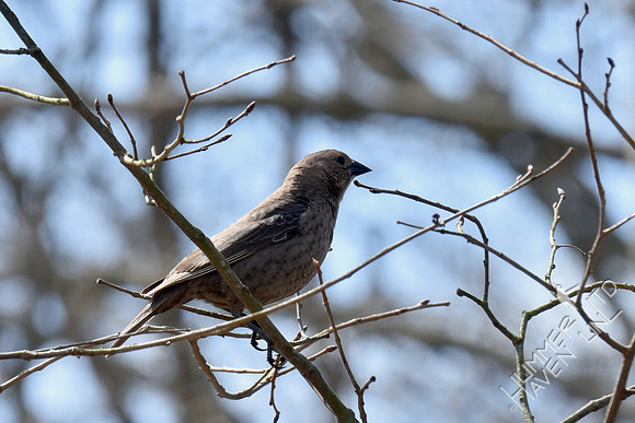 Brown-headed Cowbird female 4-6-17