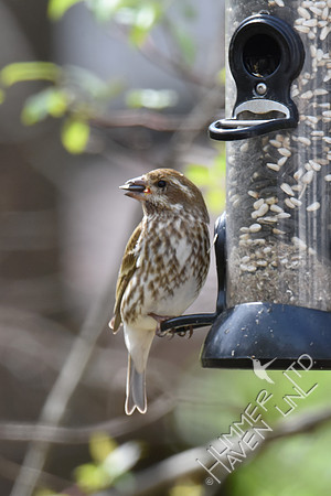 Purple Finch female 4-6-17