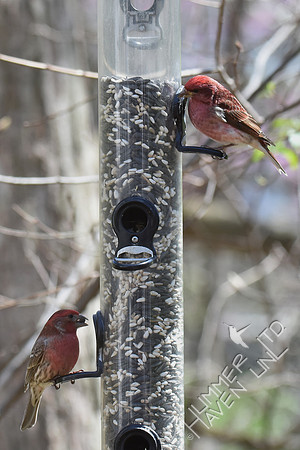 House Finch and Purple Finch 4-6-17