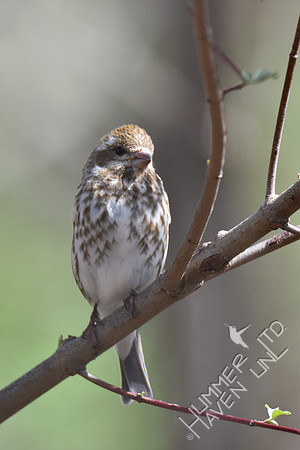 Purple Finch female 4-6-17