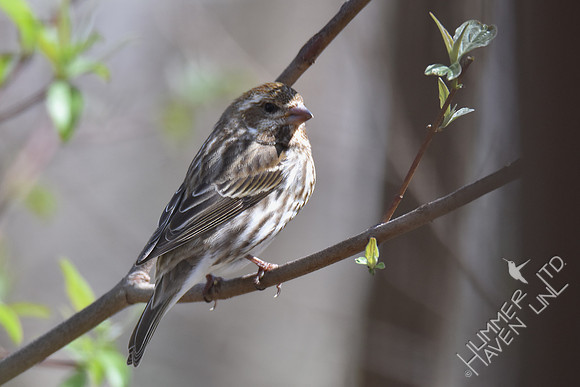 Purple Finch female 4-6-17