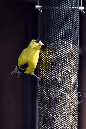 American Goldfinch in full breeding plumage 4-6-17