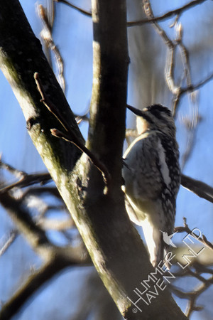 Atypical Yellow-bellied Sapsucker female with black crown 4-7-17