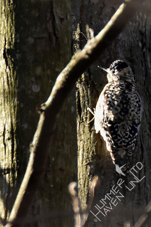 Atypical Yellow-bellied Sapsucker female with black crown 4-7-17