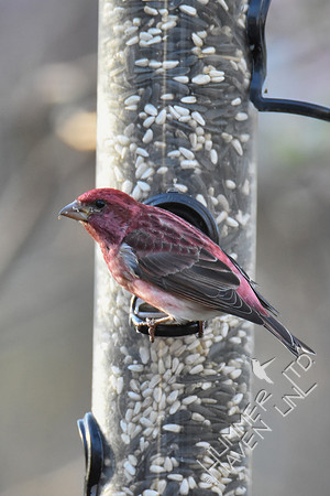Purple Finch 4-7-17