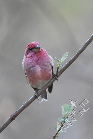 Purple Finch 4-7-17