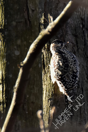 Atypical Yellow-bellied Sapsucker female with black crown 4-7-17