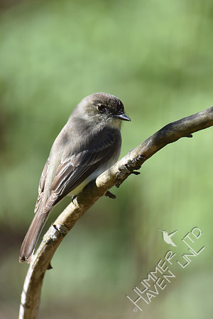 Eastern Phoebe 4-7-17